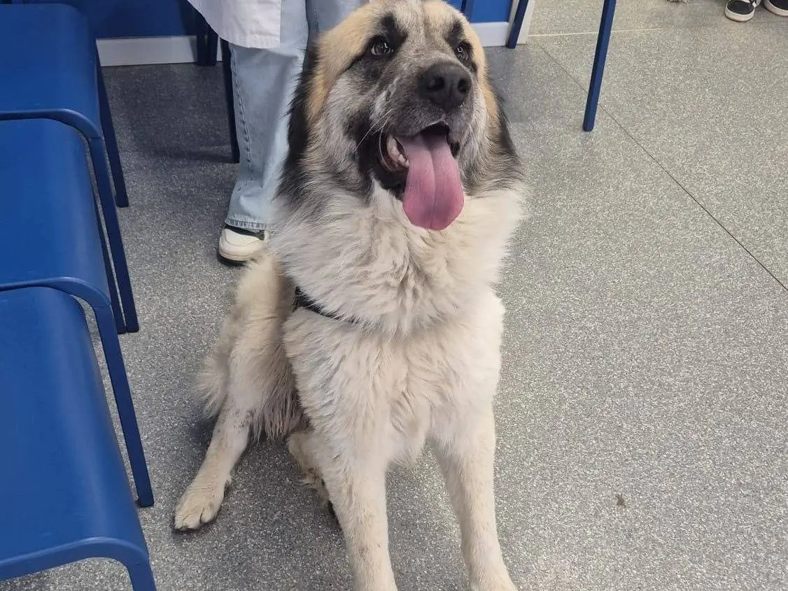 Adotta il cane Agostino a Chieti