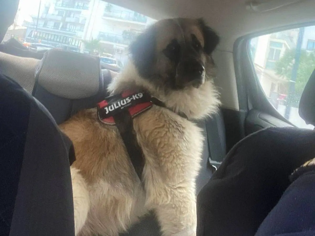 Vuoi adottare un cane a Chieti?