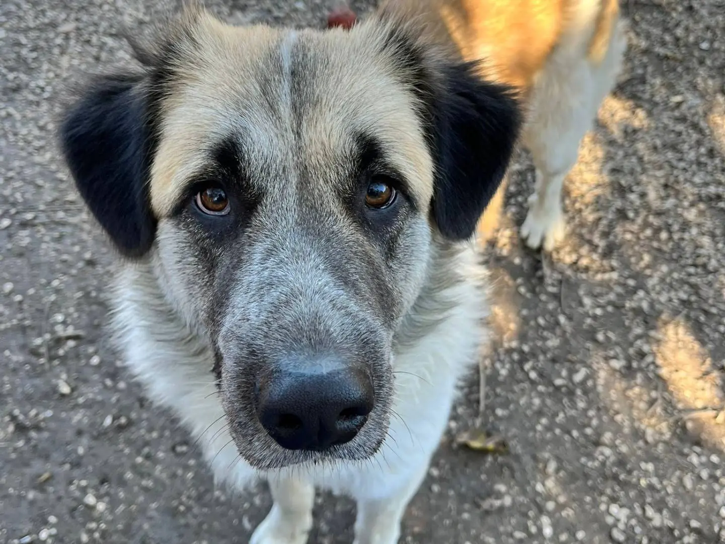 Adozione cane, maschio, Razza sconosciuta Razza sconosciuta, 2 anni e 8 mesi, taglia grande, Chieti