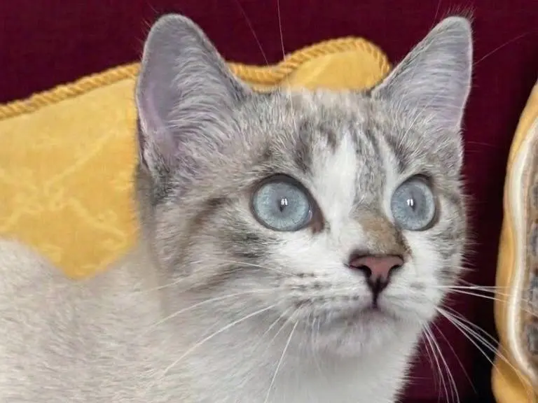Adotta un gatto, femmina, 6 mesi, Milano
