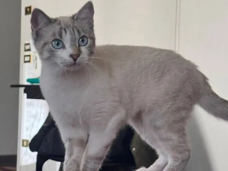 Adotta un gatto, taglia non valida, femmina, Milano