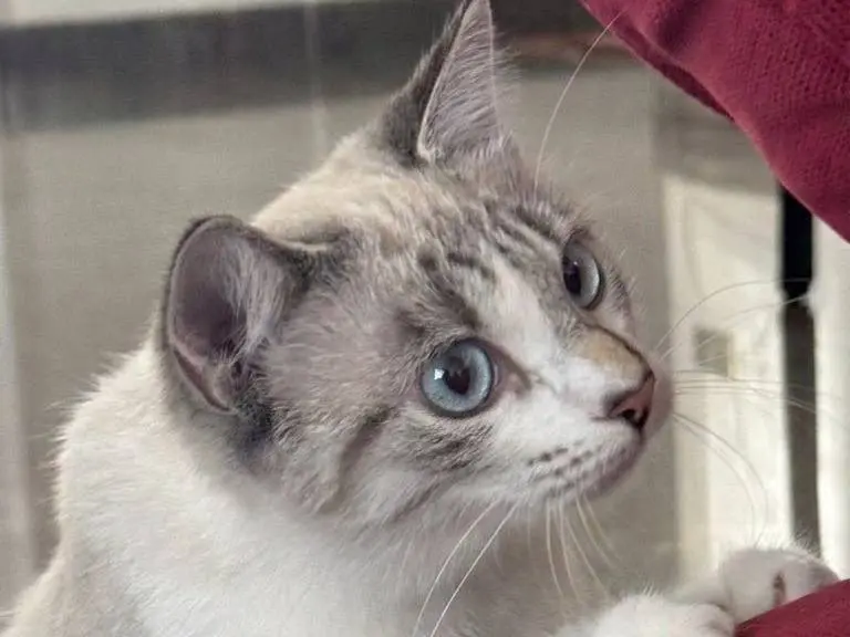 Vuoi adottare un gatto a Milano?