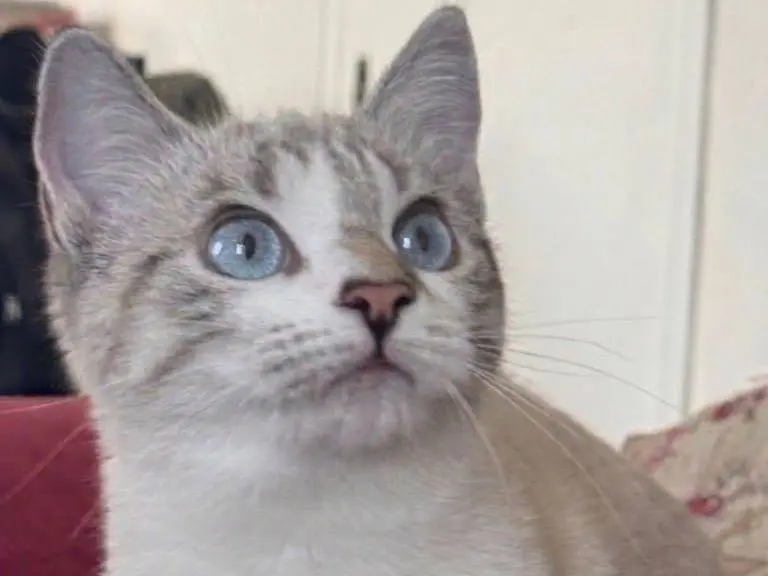 Adozione gatto, femmina, Siamese Razza sconosciuta, 6 mesi, taglia non valida, Milano