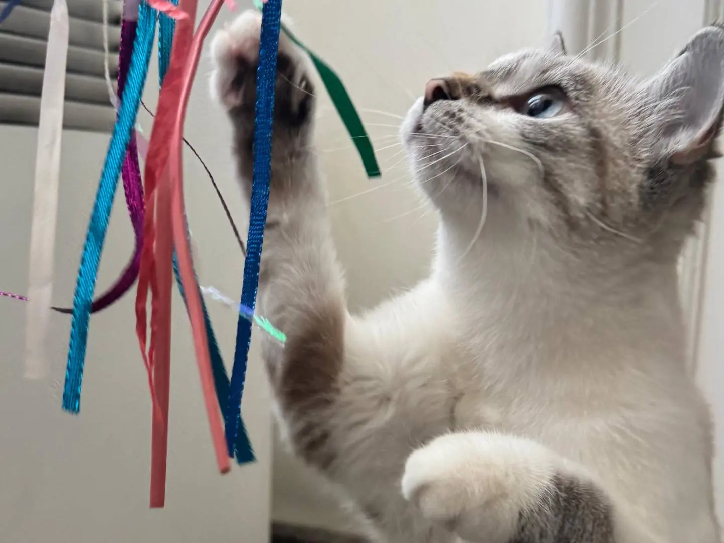 Adotta il gatto Iside a Milano
