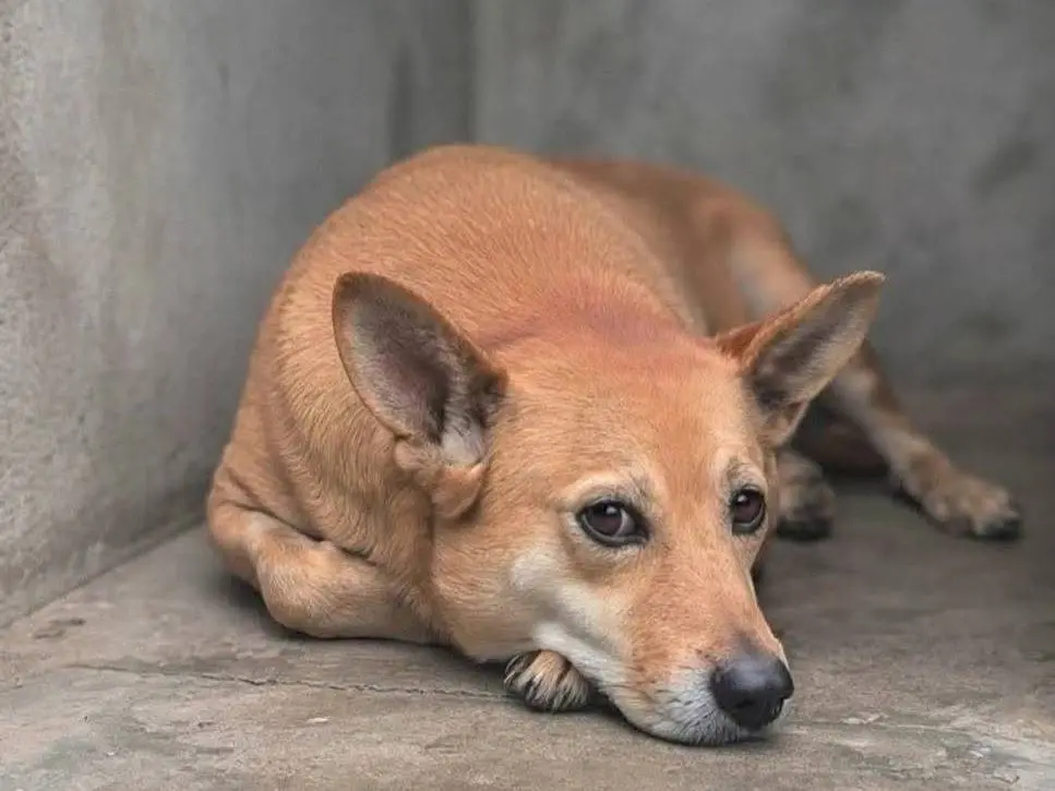 Adozione cane, maschio, Razza sconosciuta Razza sconosciuta, 9 anni e 4 mesi, taglia media contenuta, Crotone