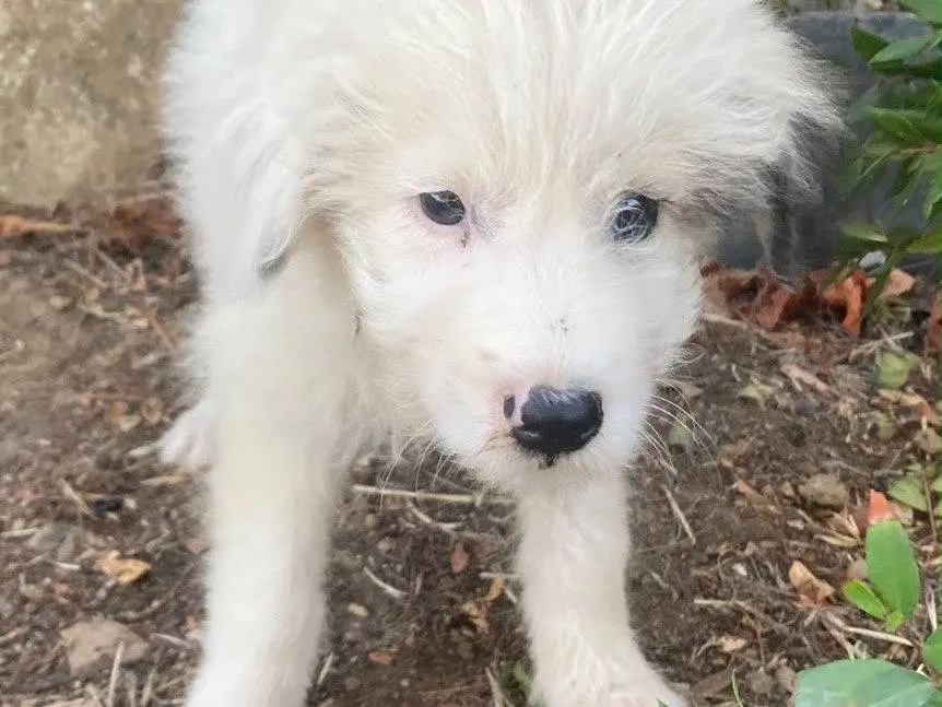Adotta il cane Mia a Sud