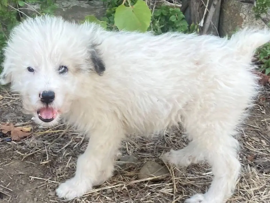 Vuoi adottare un cane a Sud?