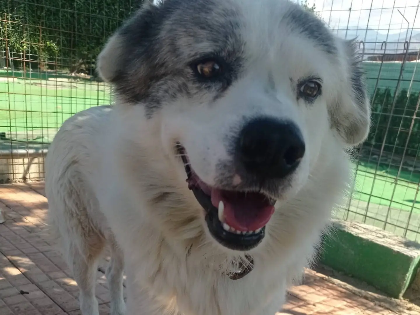 Adotta un cane, maschio, 2 anni e 1 mese, Cosenza