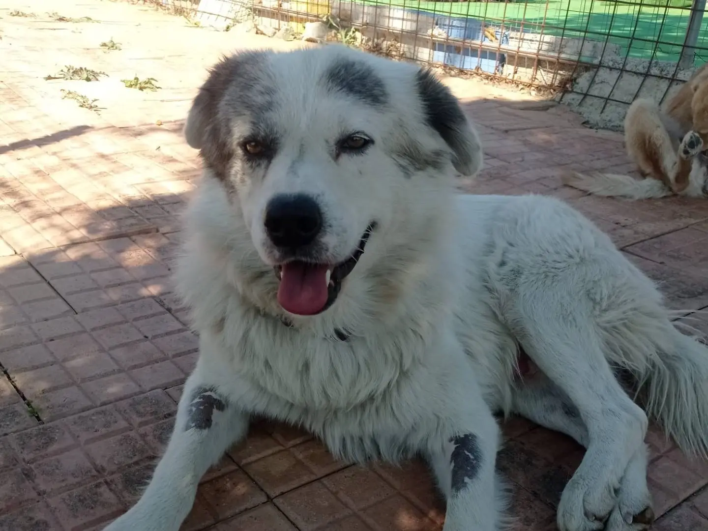 Vuoi adottare un cane a Cosenza?
