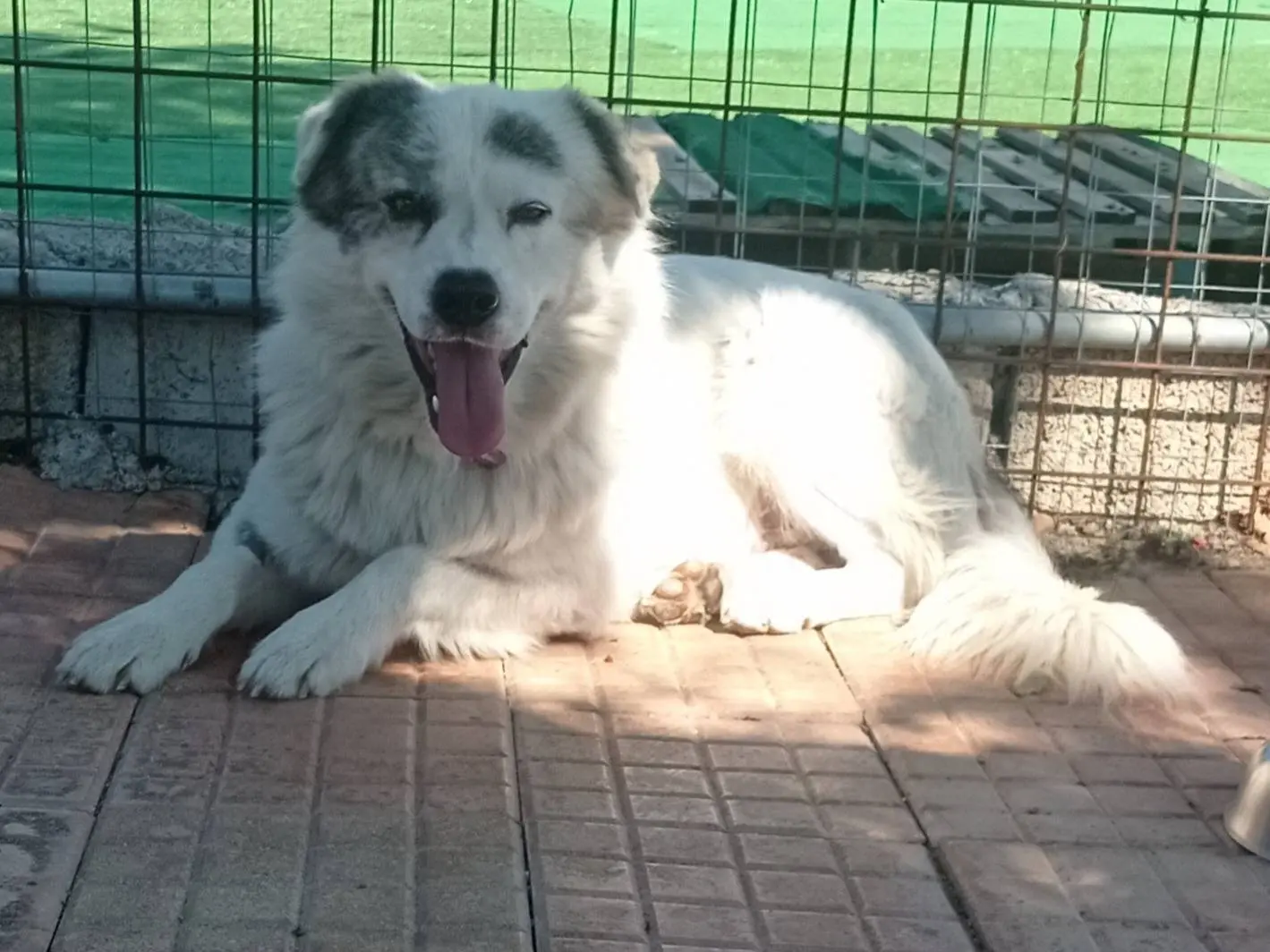 Adozione cane, maschio, Razza sconosciuta Razza sconosciuta, 2 anni e 1 mese, taglia grande, Cosenza