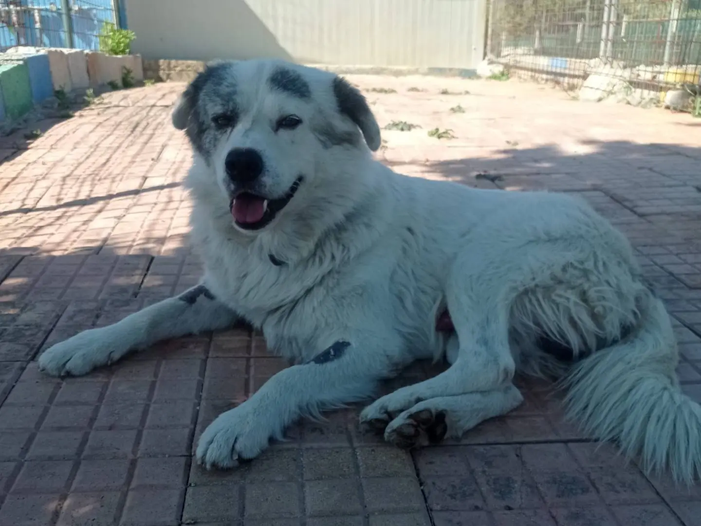 Adotta il cane Max a Cosenza