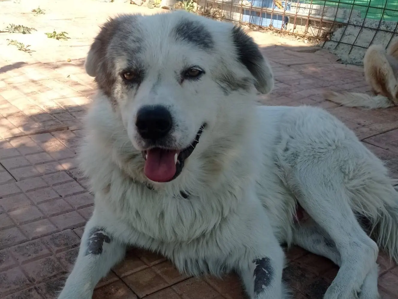 Adotta un cane, taglia grande, maschio, Cosenza