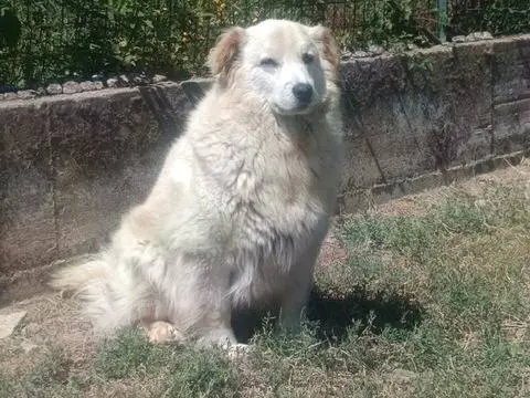 Foto 1 dell'animale