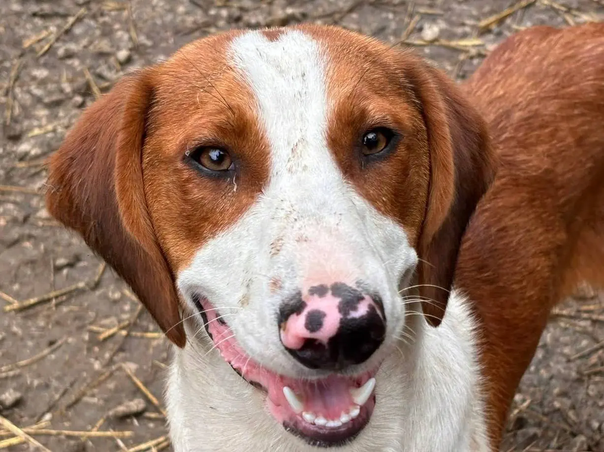 Adozione cane, maschio, Razza sconosciuta Razza sconosciuta, 1 anno e 3 mesi, taglia media, Firenze