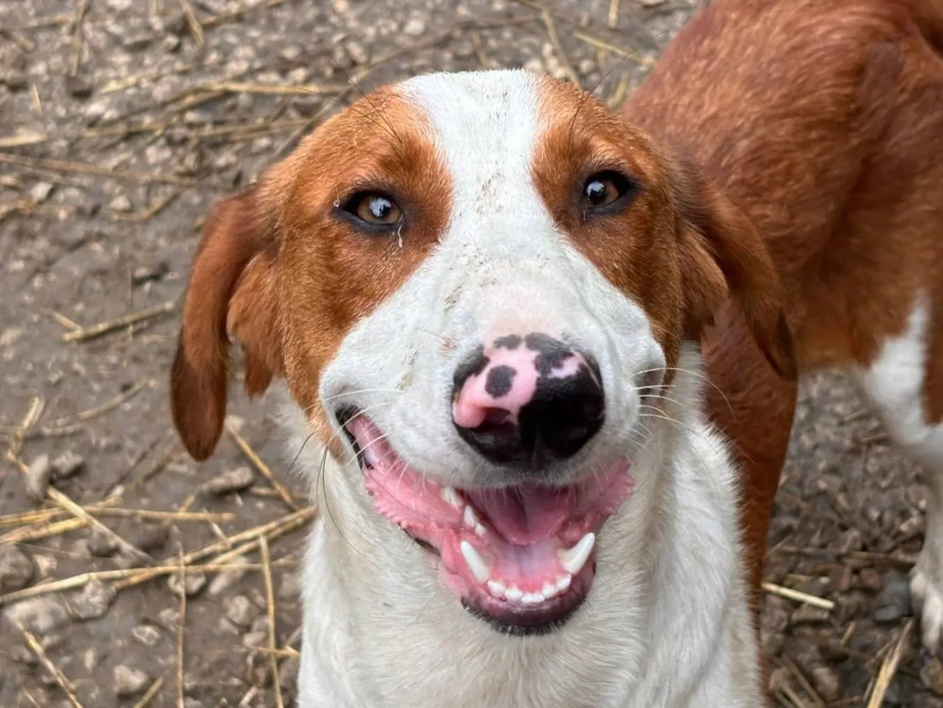 Adotta un cane, taglia media, maschio, Firenze