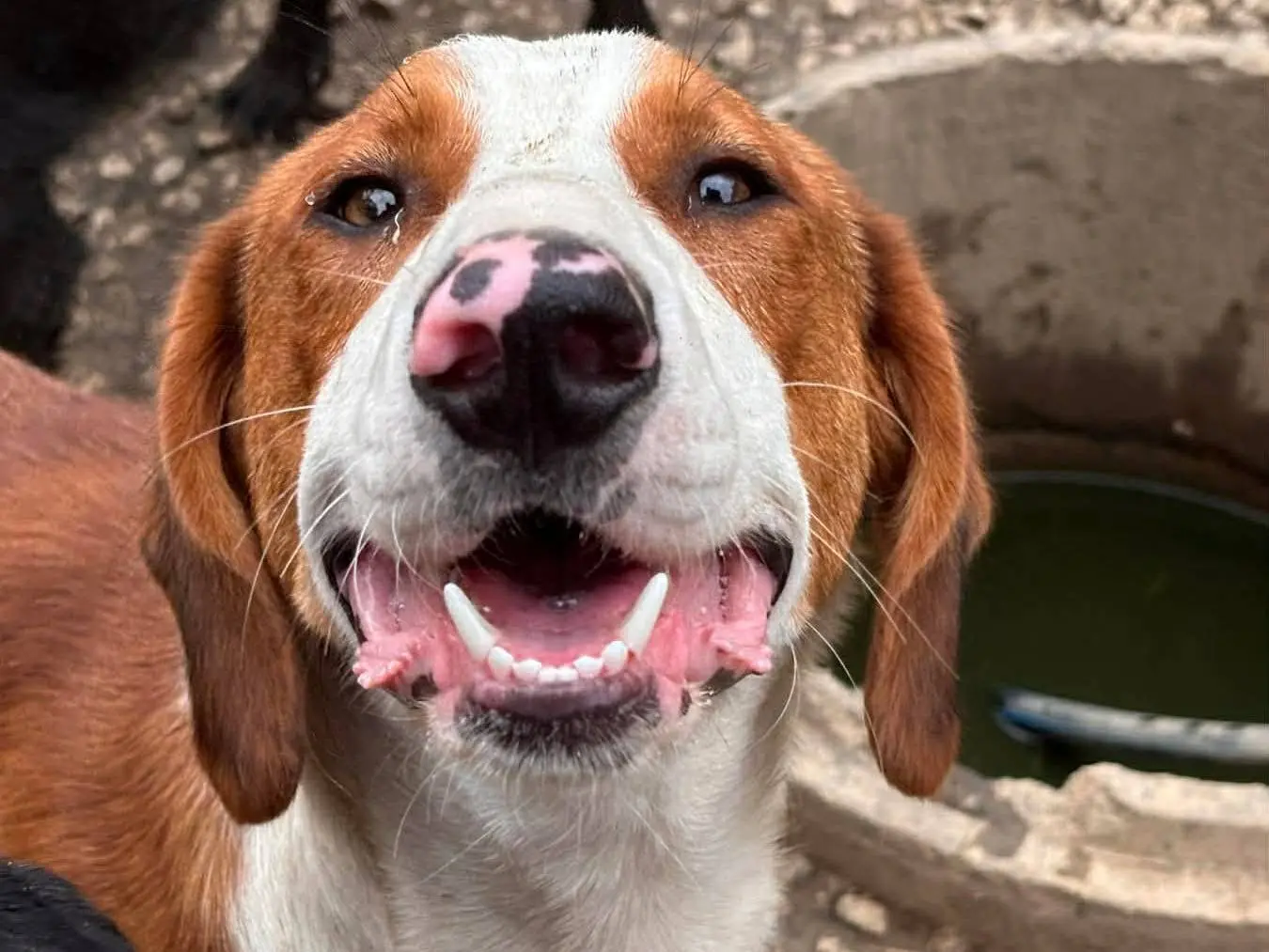 Adotta un cane, maschio, 1 anno e 3 mesi, Firenze