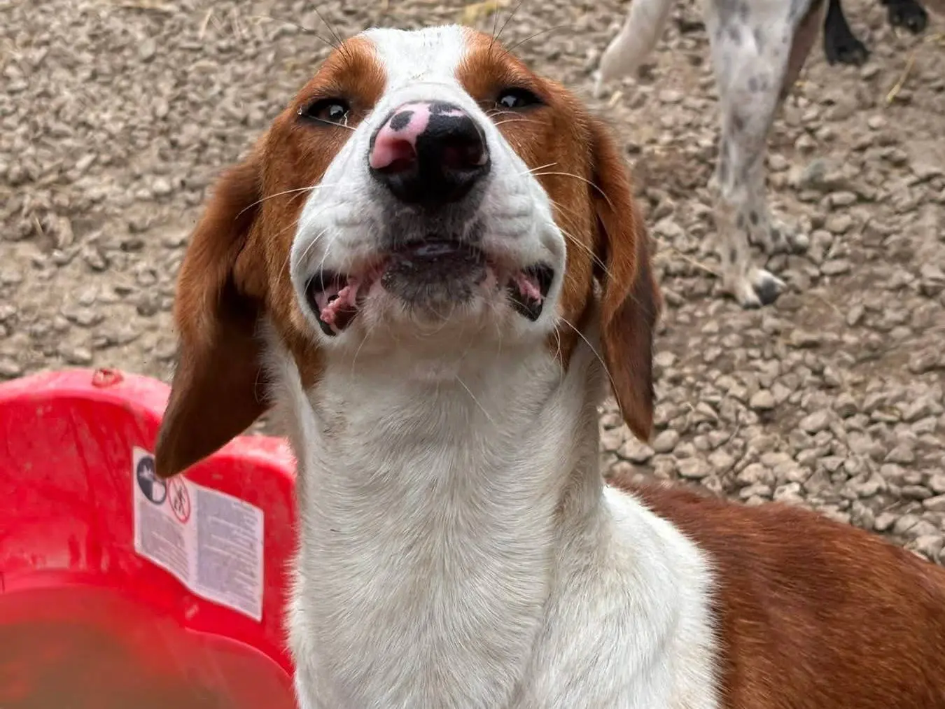 Adotta il cane FROG a Firenze