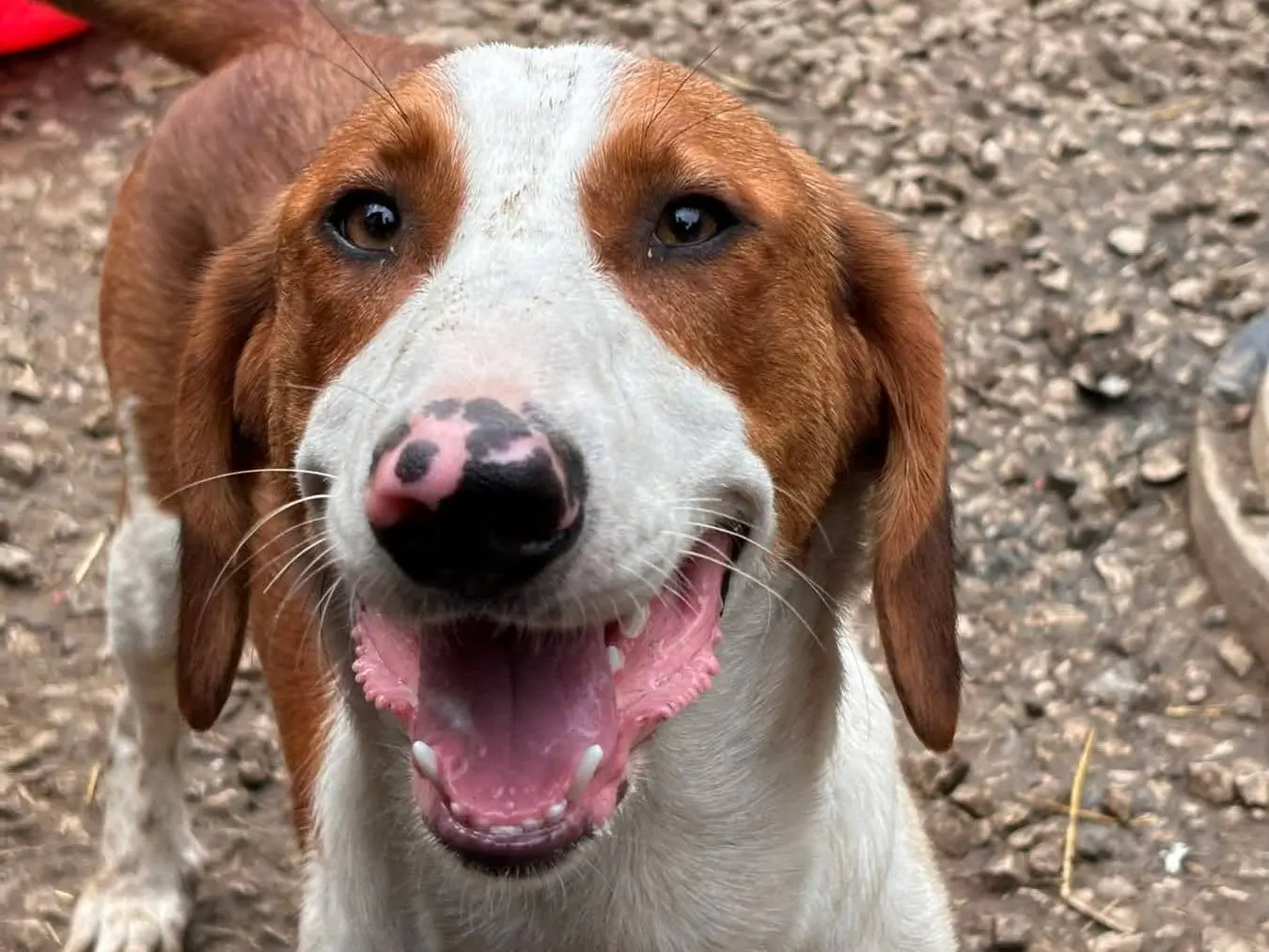 Vuoi adottare un cane a Firenze?