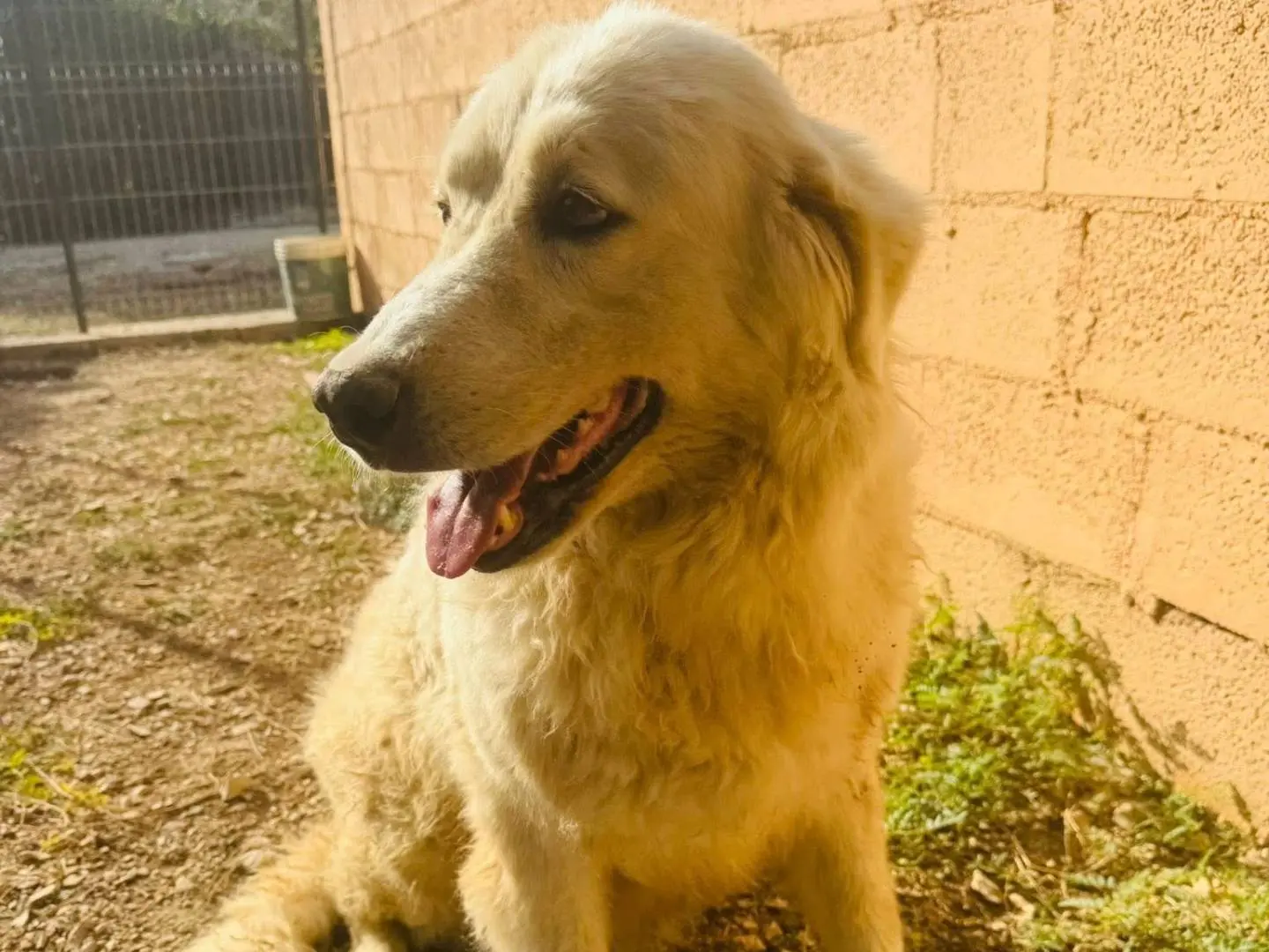 Adotta un cane, femmina, 6 anni e 4 mesi, Matera