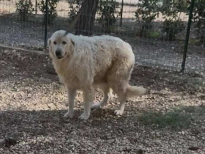 Adotta un cane, taglia grande, femmina, Matera