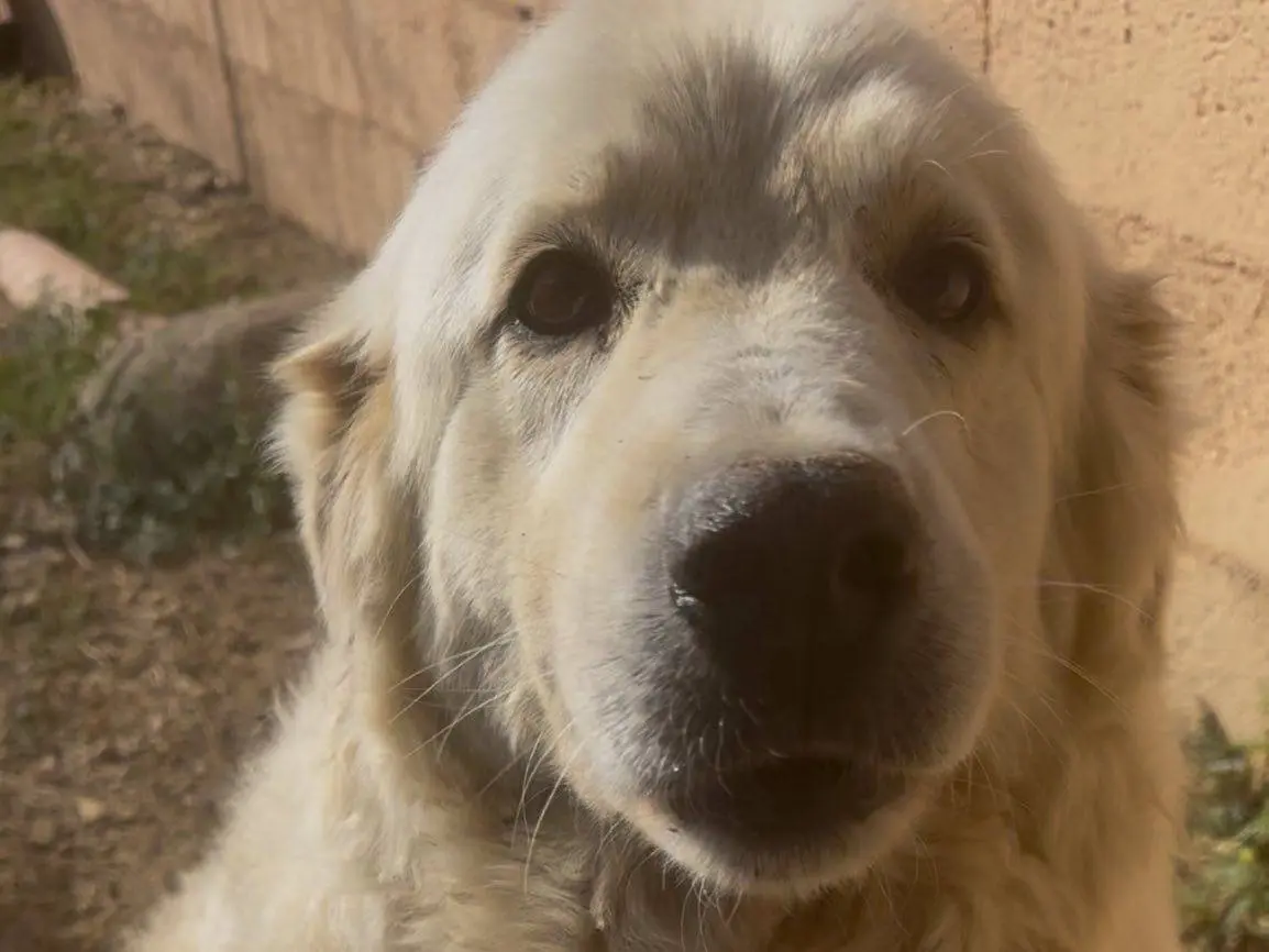 Adozione cane, femmina, Pastore maremmano Razza sconosciuta, 6 anni e 4 mesi, taglia grande, Matera