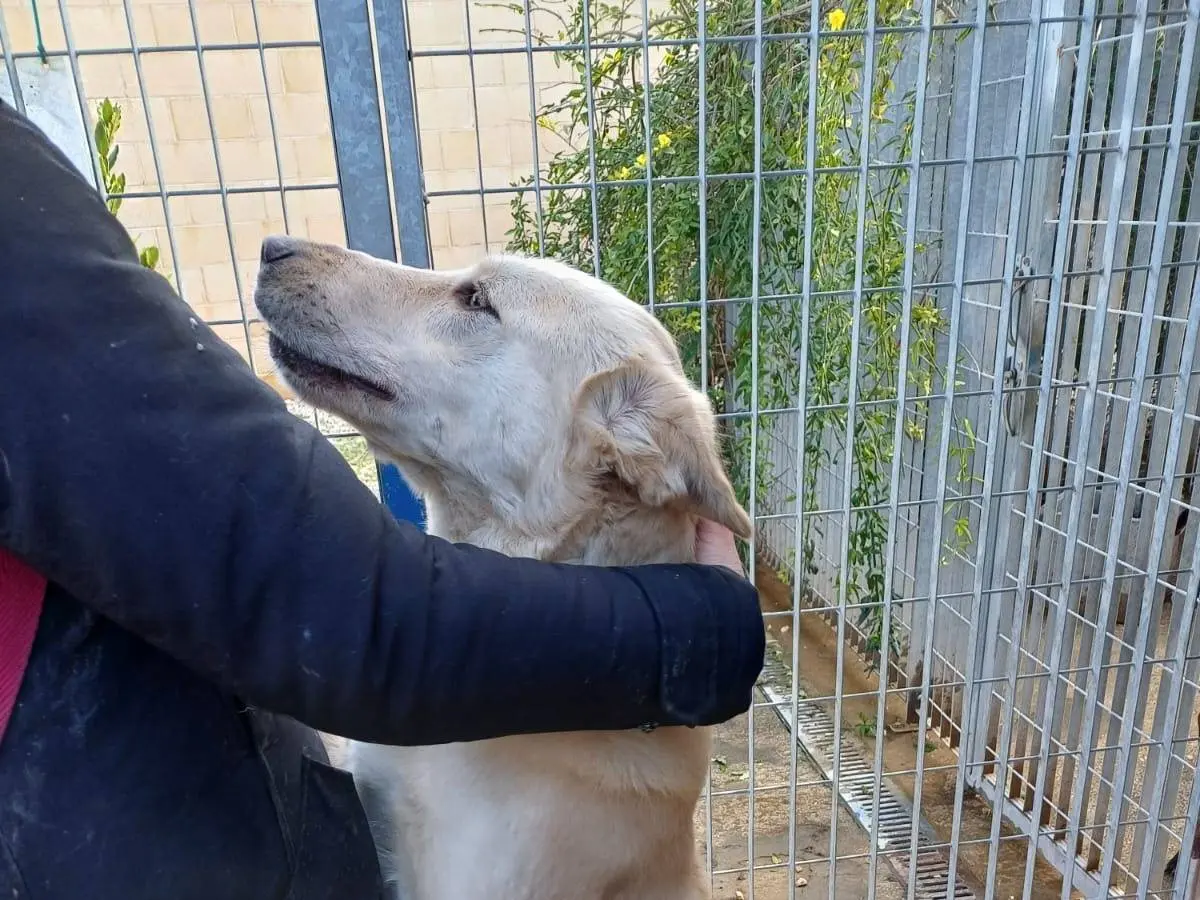 Vuoi adottare un cane a Bari?