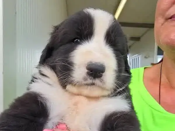 Adotta un cane, taglia grande, maschio, Padova