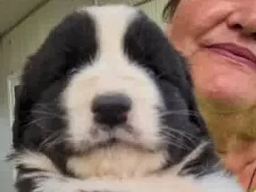 Adotta un cane, maschio, 1 mese, Padova