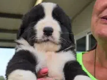 Adozione cane, maschio, Pastore maremmano Razza sconosciuta, 1 mese, taglia grande, Padova
