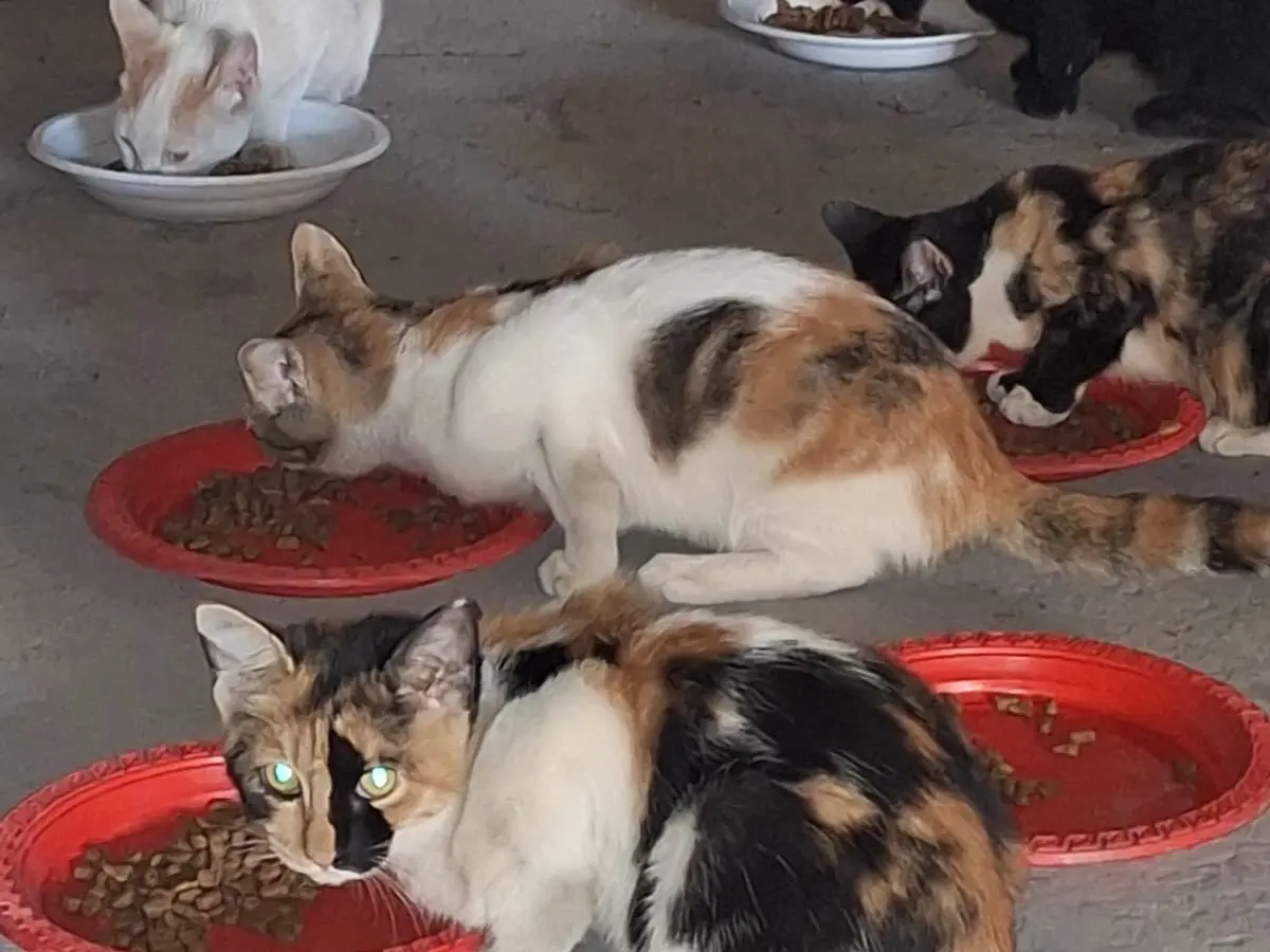 Adotta il gatto Frida a Napoli