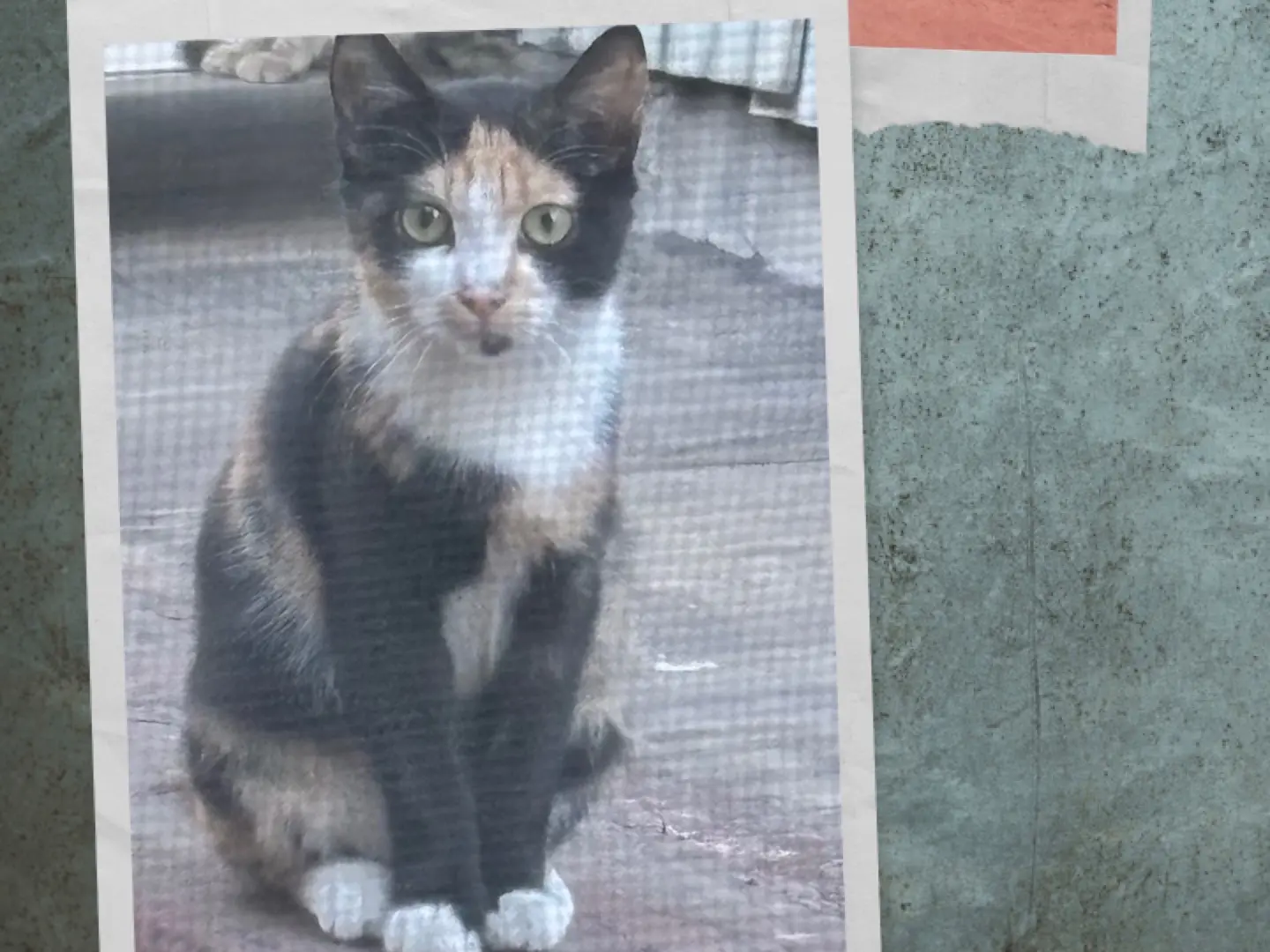 Adozione gatto, femmina, Razza sconosciuta Razza sconosciuta, 3 mesi, taglia non valida, Napoli