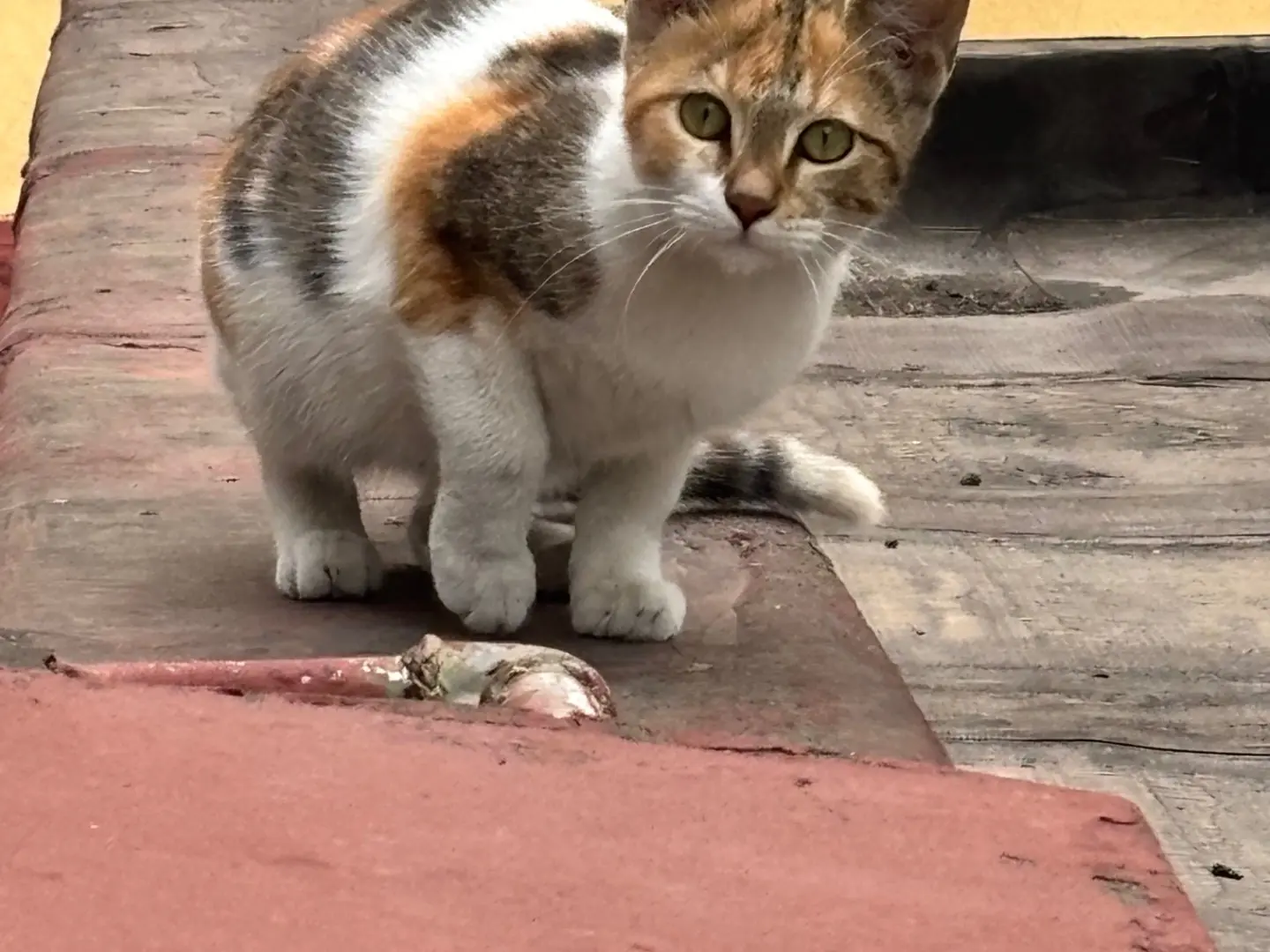 Vuoi adottare un gatto a Napoli?