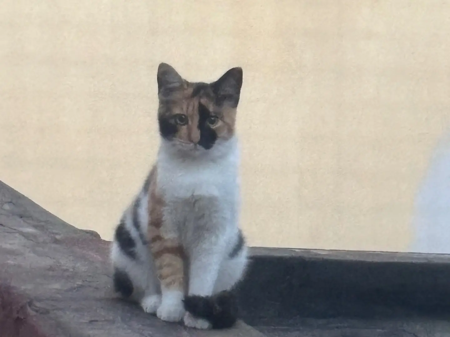 Adotta un gatto, femmina, 3 mesi, Napoli