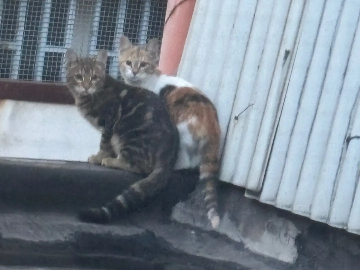 Adotta un gatto, taglia non valida, femmina, Napoli