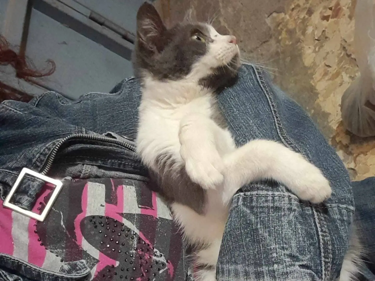 Adotta un gatto, taglia non valida, femmina, Catania