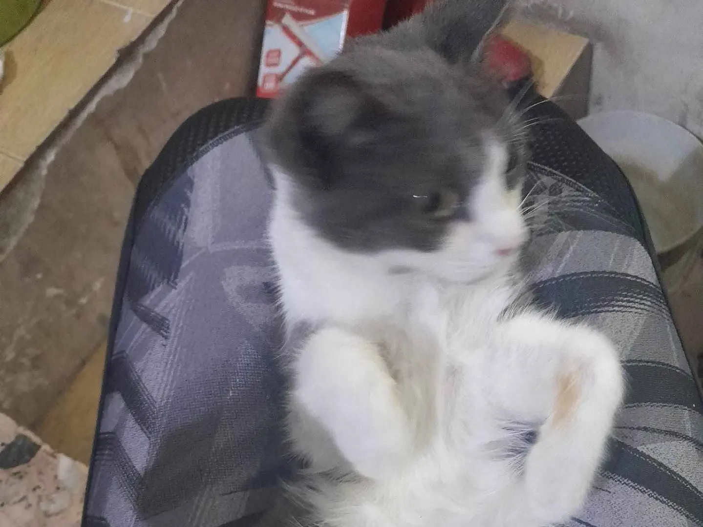 Adotta un gatto, femmina, 3 anni e 3 mesi, Catania
