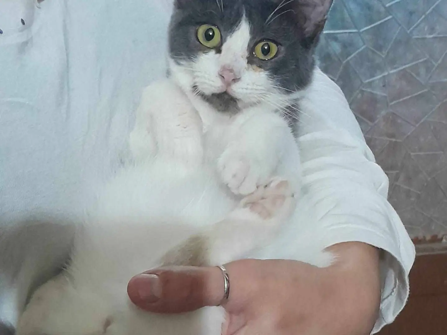 Adozione gatto, femmina, meticcio, 3 anni e 3 mesi, taglia non valida, Catania