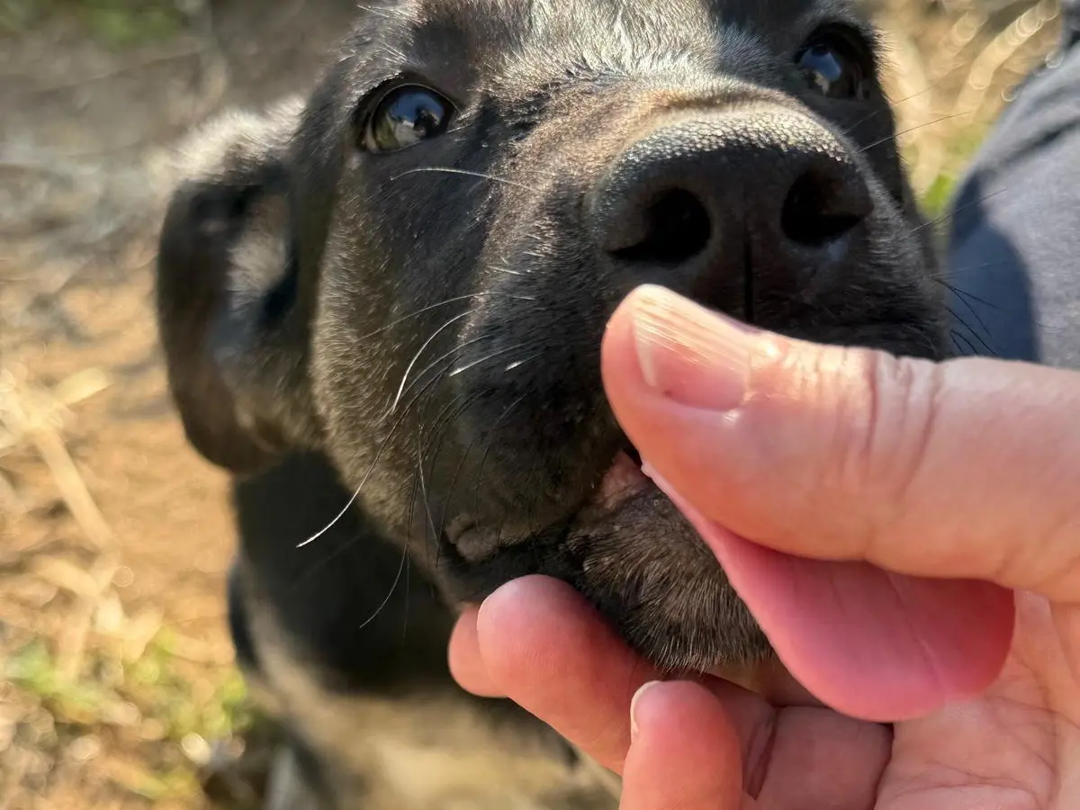 Adotta un cane, taglia media, femmina, Catanzaro