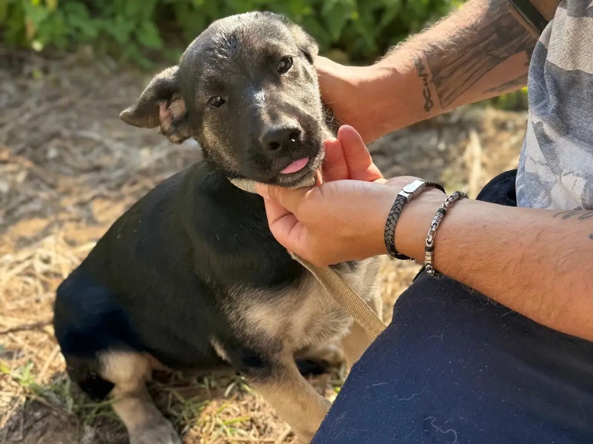 Adotta un cane, femmina, 1 anno e 6 mesi, Catanzaro