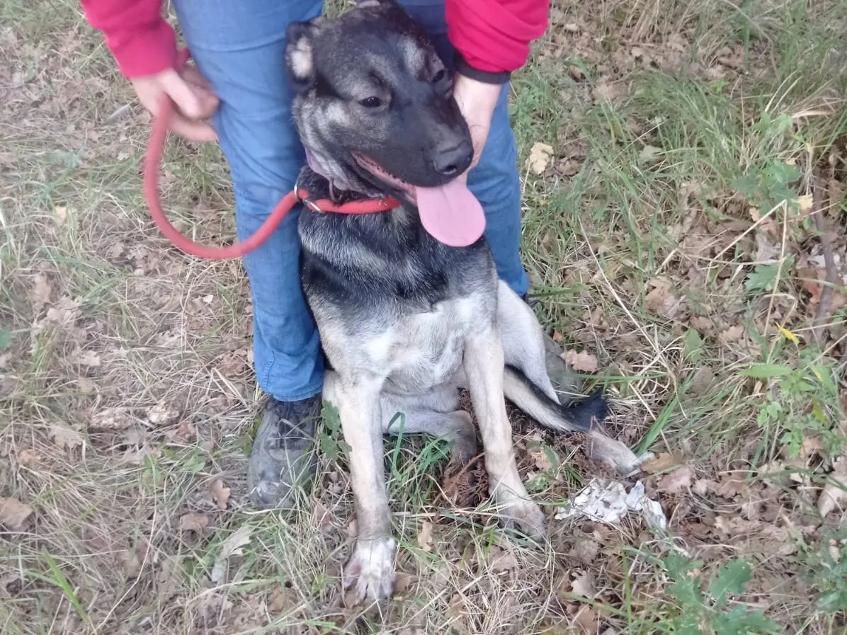 Adotta il cane Sasha a Catanzaro