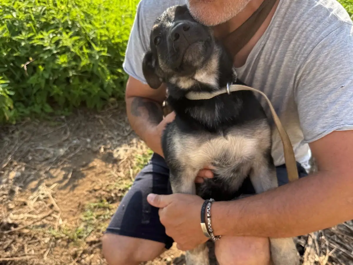 Vuoi adottare un cane a Catanzaro?