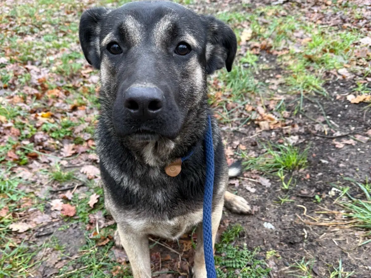 Adozione cane, femmina, Razza sconosciuta Razza sconosciuta, 1 anno e 6 mesi, taglia media, Catanzaro
