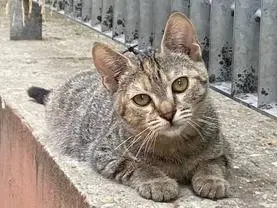 Adozione gatto, femmina, meticcio, 2 anni e 6 mesi, taglia non valida, Roma