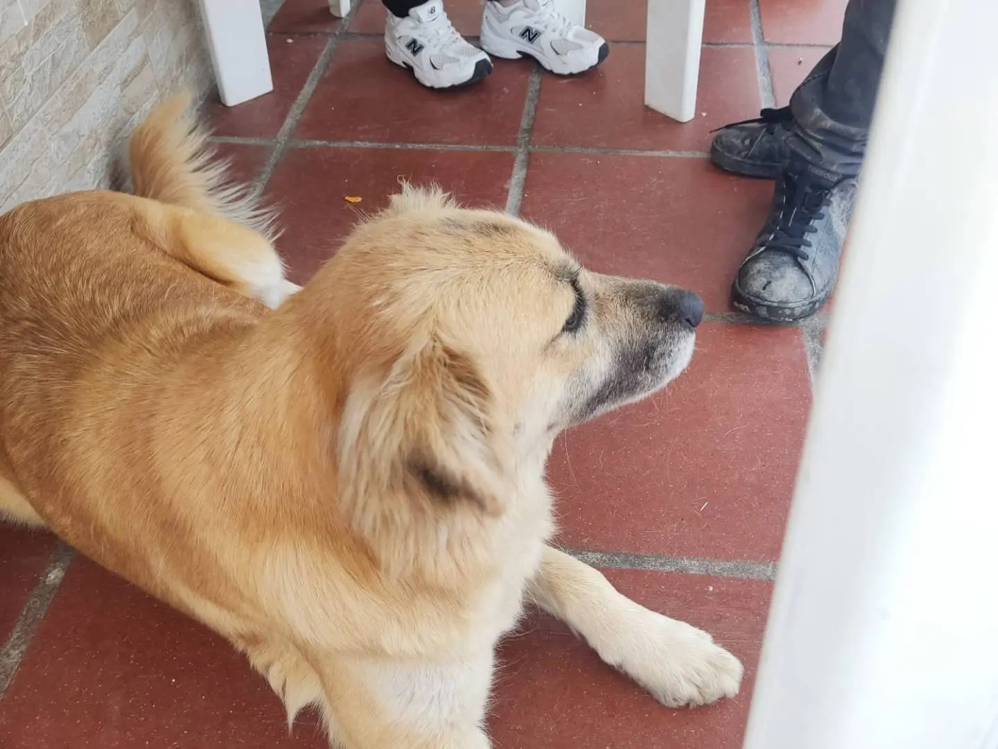 Adotta un cane, femmina, 2 anni e 7 mesi, Vibo
