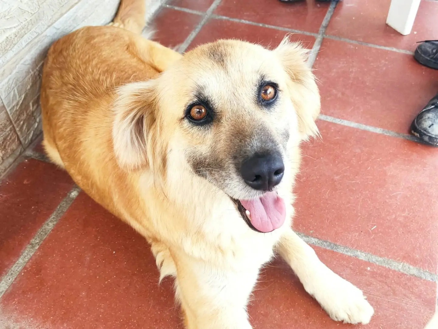 Adozione cane, femmina, Razza sconosciuta Razza sconosciuta, 2 anni e 7 mesi, taglia media, Vibo