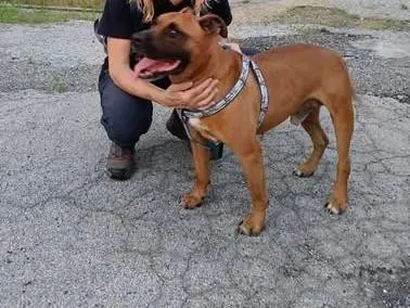 Adotta un cane, maschio, 13 anni e 5 mesi, Como