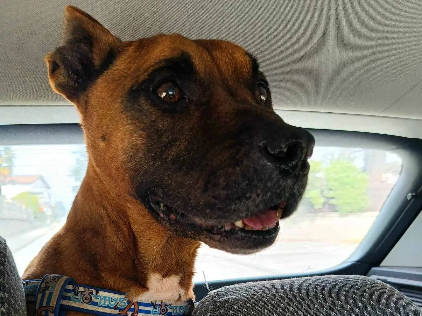 Adozione cane, maschio, Razza sconosciuta Razza sconosciuta, 13 anni e 5 mesi, taglia media contenuta, Como