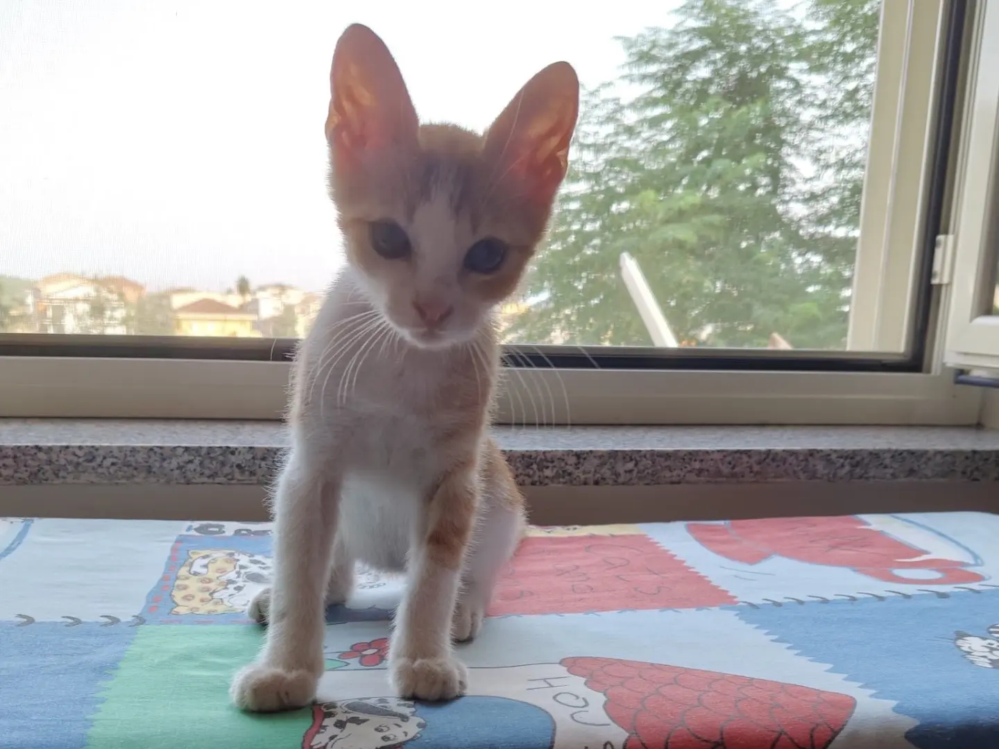 Adotta un gatto, maschio, 5 mesi, Crotone