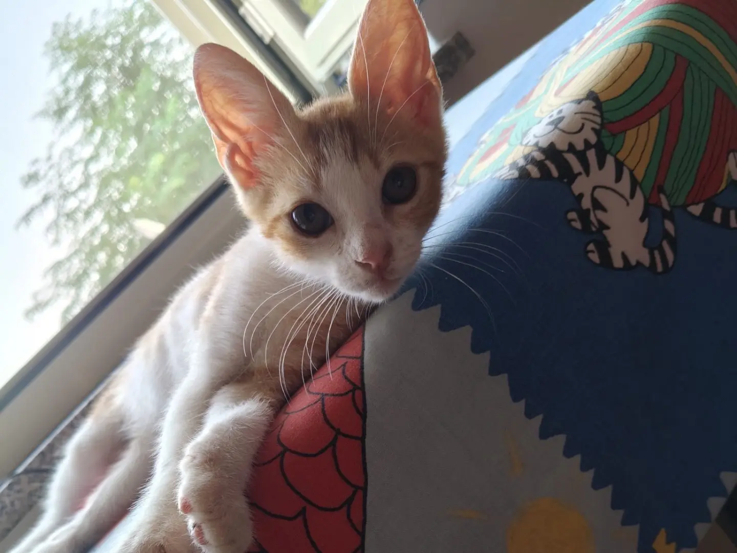 Adozione gatto, maschio, Razza sconosciuta Razza sconosciuta, 5 mesi, taglia non valida, Crotone