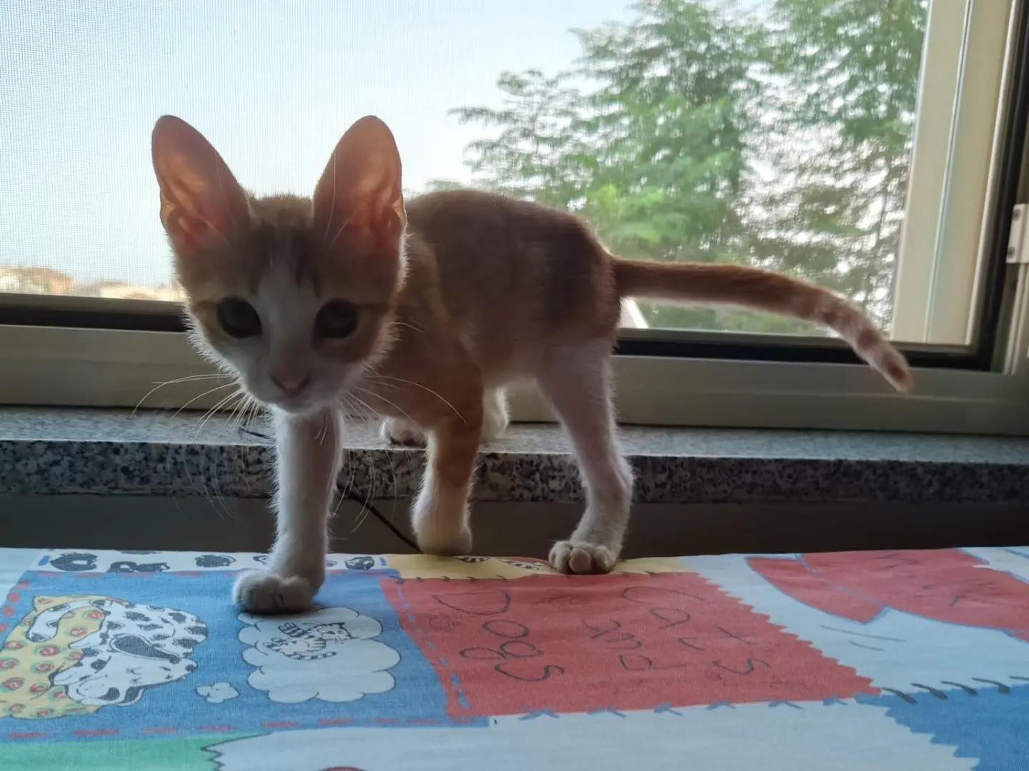 Adotta un gatto, taglia non valida, maschio, Crotone
